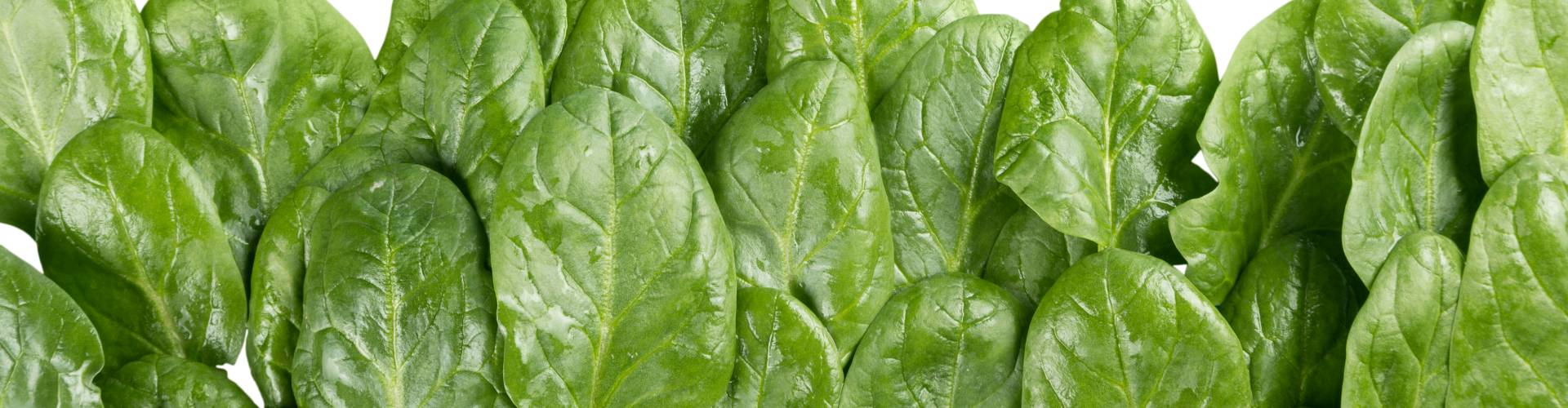 Les épinards : semis, culture, récolte - Blog - Dr. Jonquille & Mr. Ail2 Les épinards : semis, culture, récolte - Blog - Dr. Jonquille & Mr. Ail