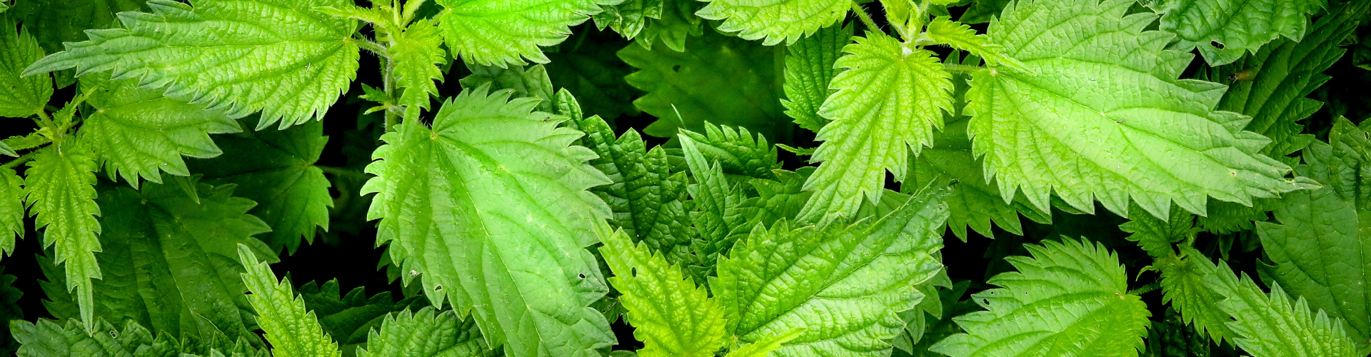 Les plantes sauvages du jardin : rendons justice aux « mauvaises herbes » ! - Blog - Dr. Jonquille & Mr. Ail Les plantes sauvages du jardin : rendons justice aux « mauvaises herbes » ! - Blog - Dr. Jonquille & Mr. Ail