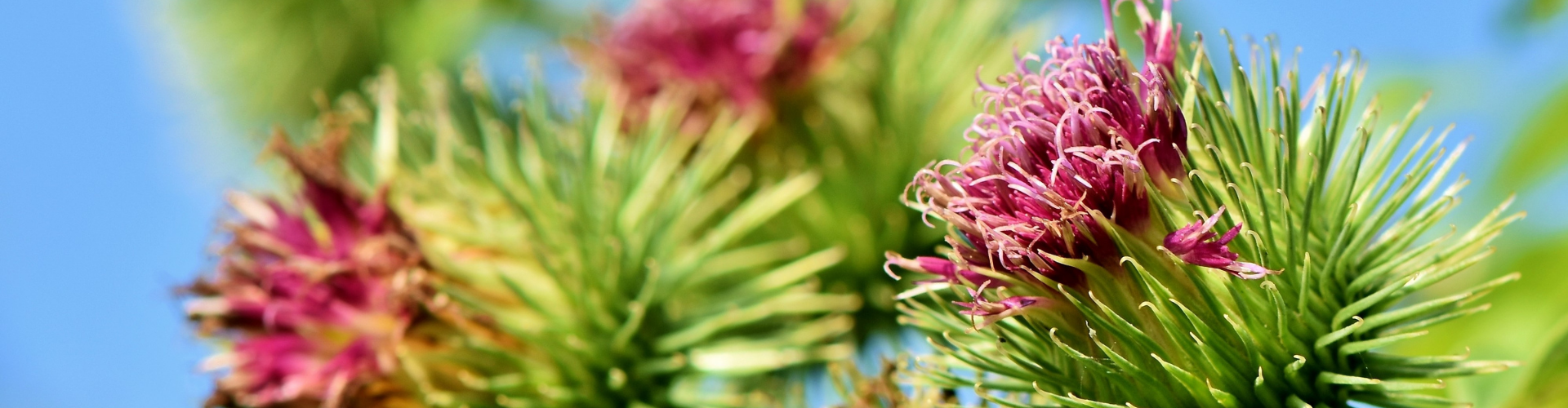 Les plantes sauvages du jardin : rendons justice aux « mauvaises herbes » ! - Blog - Dr. Jonquille & Mr. Ail Les plantes sauvages du jardin : rendons justice aux « mauvaises herbes » ! - Blog - Dr. Jonquille & Mr. Ail