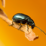 Altise - Le chou fleur : semis culture et récolte - Blog - Dr. Jonquille & Mr. Ail