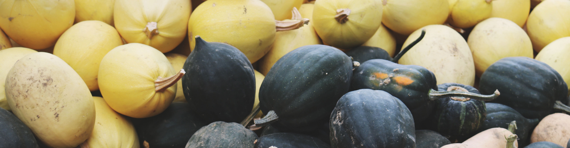 La courge : semis, culture, et récolte - Blog - Dr. Jonquille & Mr. Ail