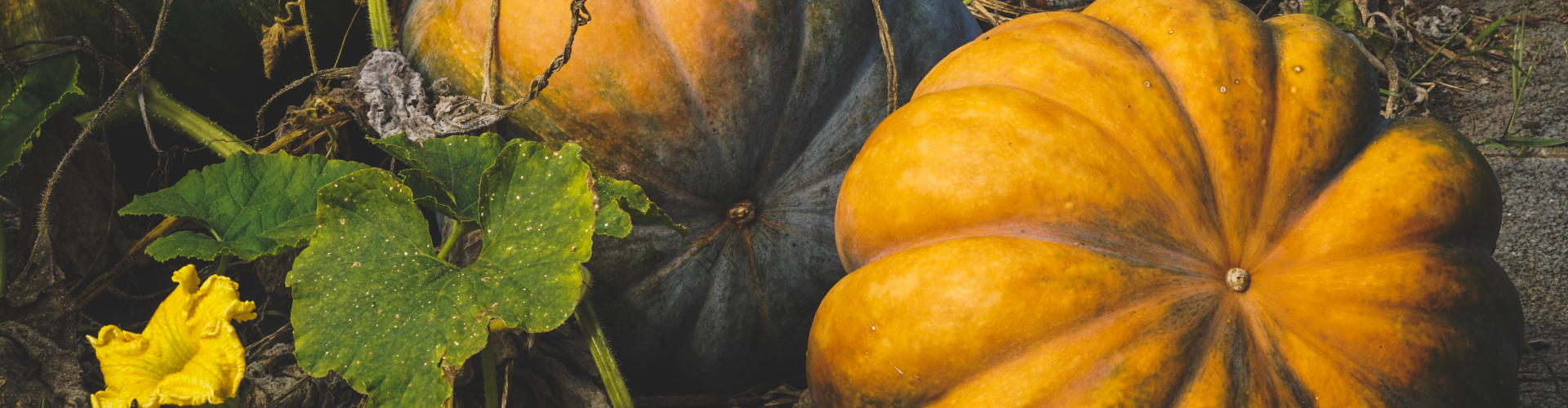 La courge : semis, culture, et récolte - Blog - Dr. Jonquille & Mr. Ail