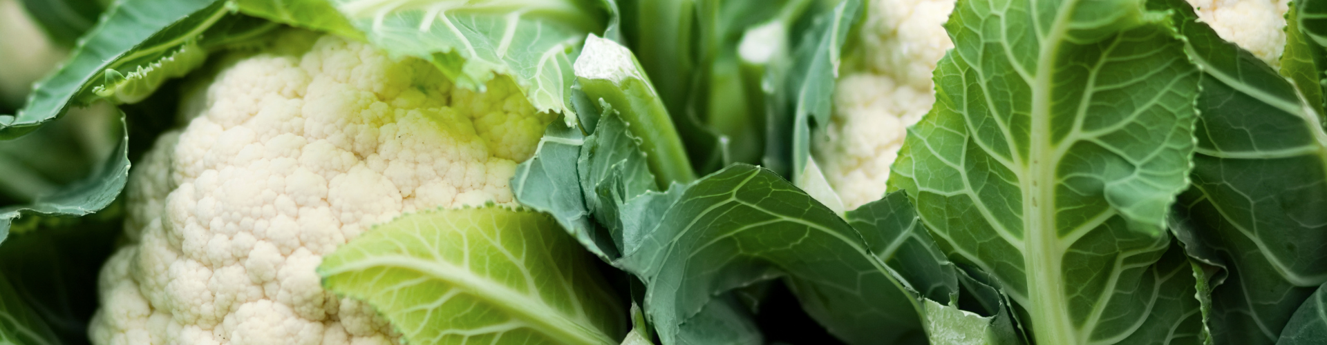 Le chou fleur : semis culture et récolte - Blog - Dr. Jonquille & Mr. Ail