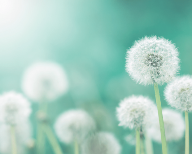 Les plantes sauvages du jardin : rendons justice aux « mauvaises herbes » ! - Blog - Dr. Jonquille & Mr. Ail