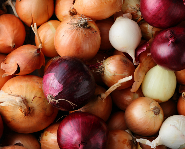 L'oignon : semis, culture, et récolte - Blog - Dr. Jonquille & Mr. Ail