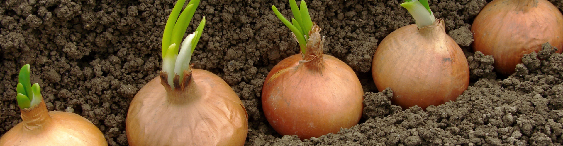 L'oignon : semis, culture, et récolte - Blog - Dr. Jonquille & Mr. Ail