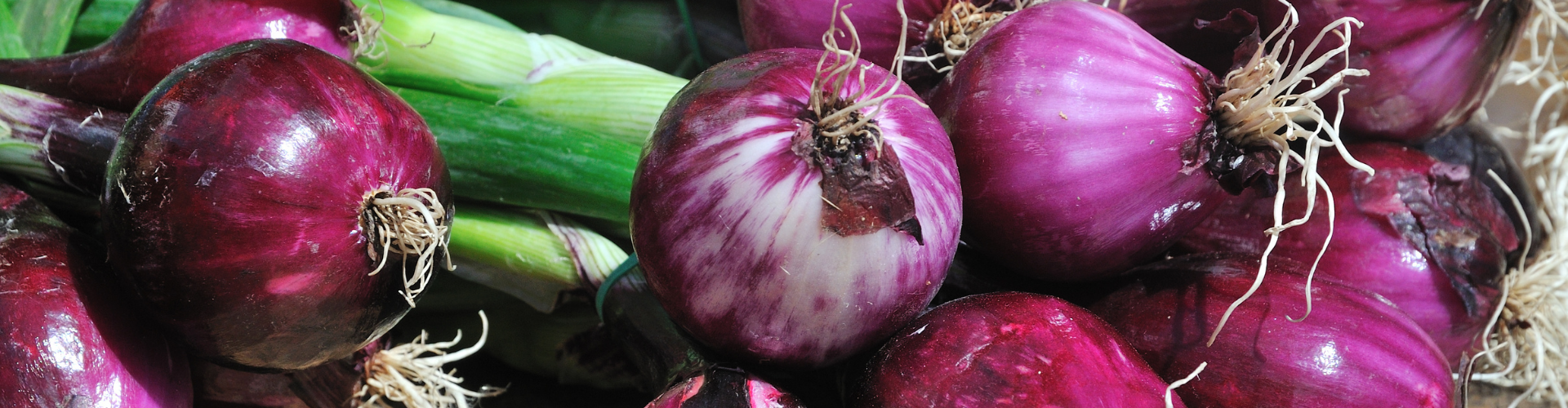 L'oignon : semis, culture, et récolte - Blog - Dr. Jonquille & Mr. Ail