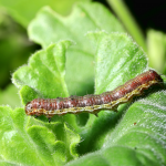 Noctuelle - Le chou fleur : semis culture et récolte - Blog - Dr. Jonquille & Mr. Ail