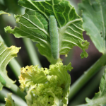 Piéride du chou - Le chou fleur : semis culture et récolte - Blog - Dr. Jonquille & Mr. Ail