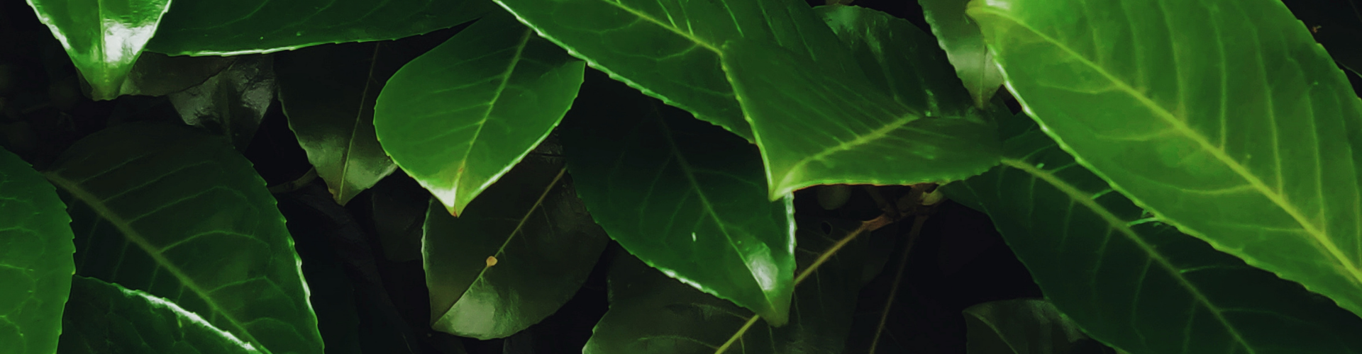 camphrier-aromathérapie Qu'est-ce que l'aromathérapie - Blog - Dr. Jonquille & Mr. Ail