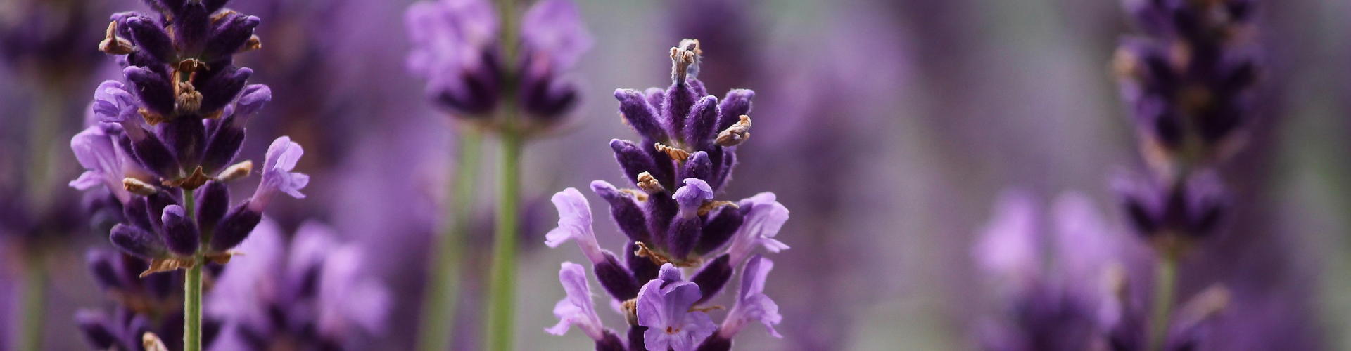 lavande-aromathérapie Qu'est-ce que l'aromathérapie - Blog - Dr. Jonquille & Mr. Ail