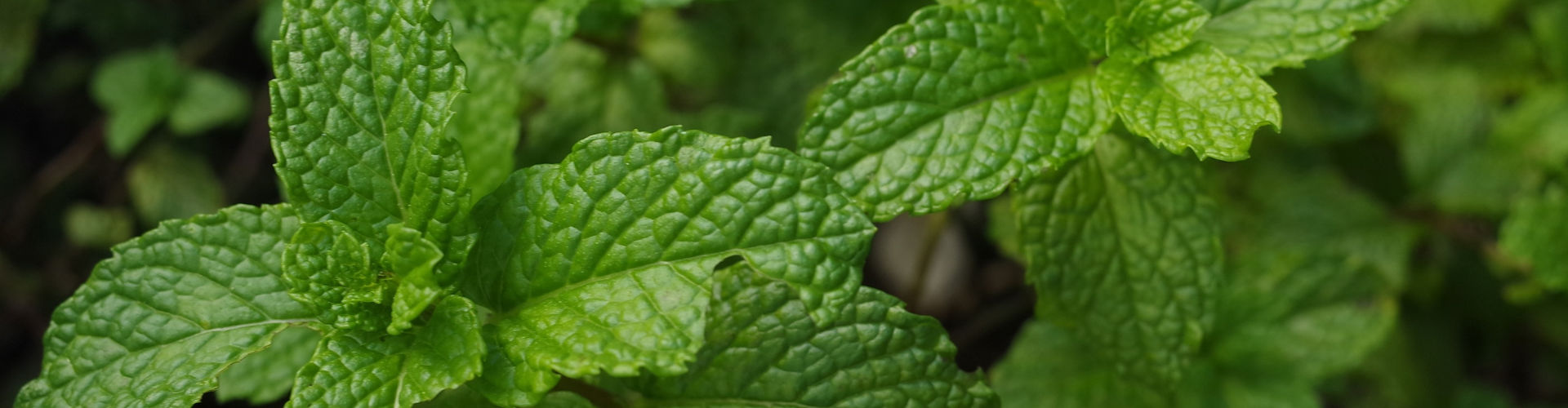 menthe poivrée-aromathérapie Qu'est-ce que l'aromathérapie - Blog - Dr. Jonquille & Mr. Ail