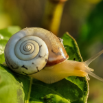 La courge : semis, culture, et récolte - Blog - Dr. Jonquille & Mr. Ail