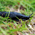 La courge : semis, culture, et récolte - Blog - Dr. Jonquille & Mr. Ail