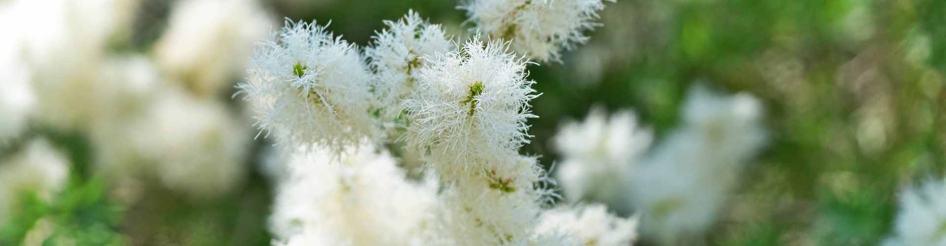 tea tree-aromathérapie Qu'est-ce que l'aromathérapie - Blog - Dr. Jonquille & Mr. Ail