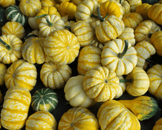 La courge : semis, culture, et récolte - Blog - Dr. Jonquille & Mr. Ail