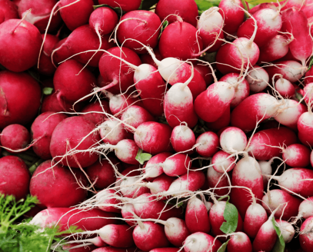 Le radis : semis, culture, et récolte - Blog - Dr. Jonquille & Mr. Ail