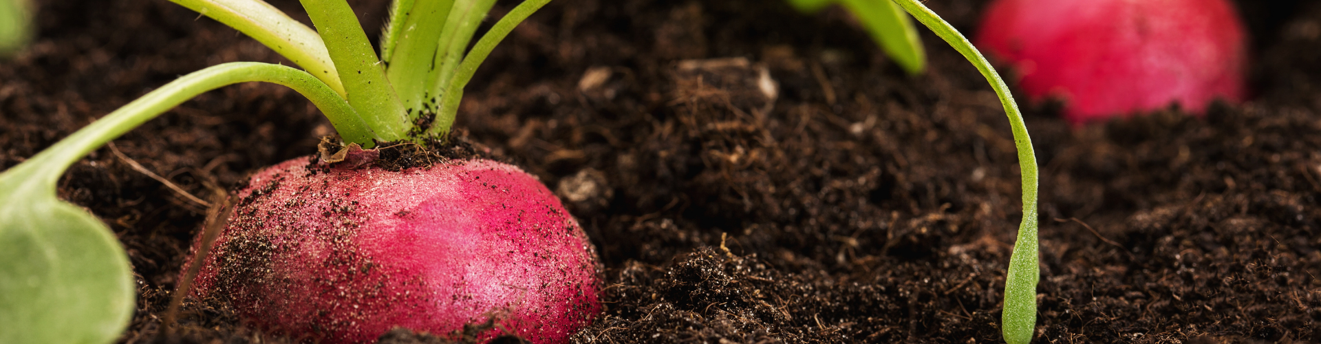 Le radis semis culture et récolte 1 radis semis