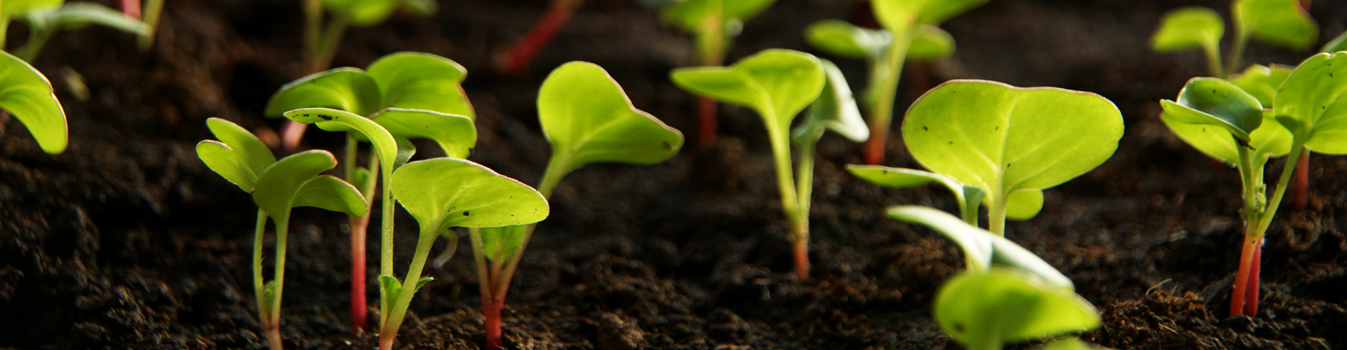 Le radis semis culture et récolte 2 semis radis