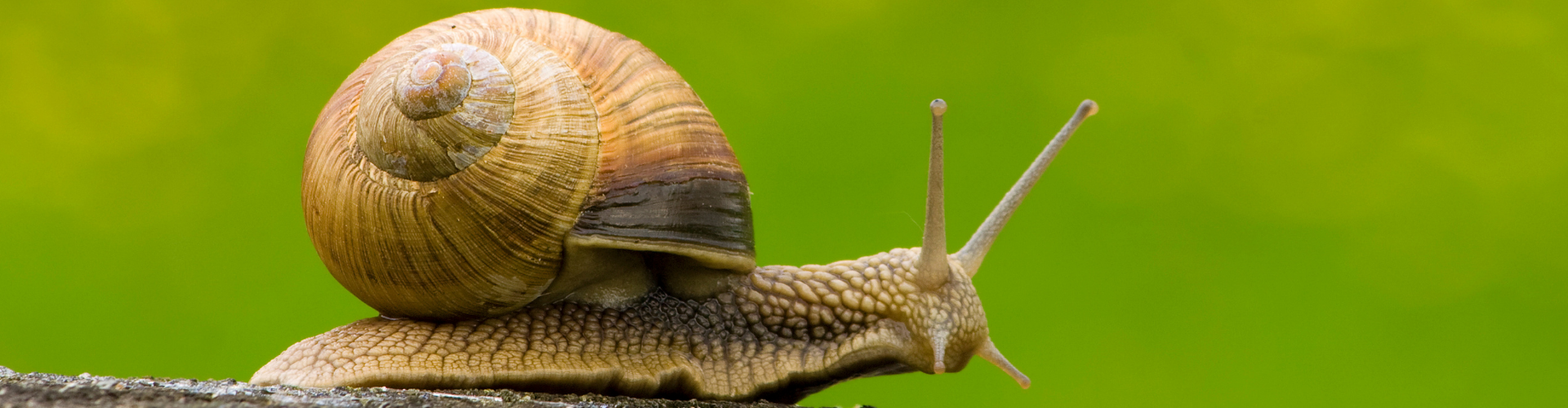 Le radis semis culture et récolte 3 escargot