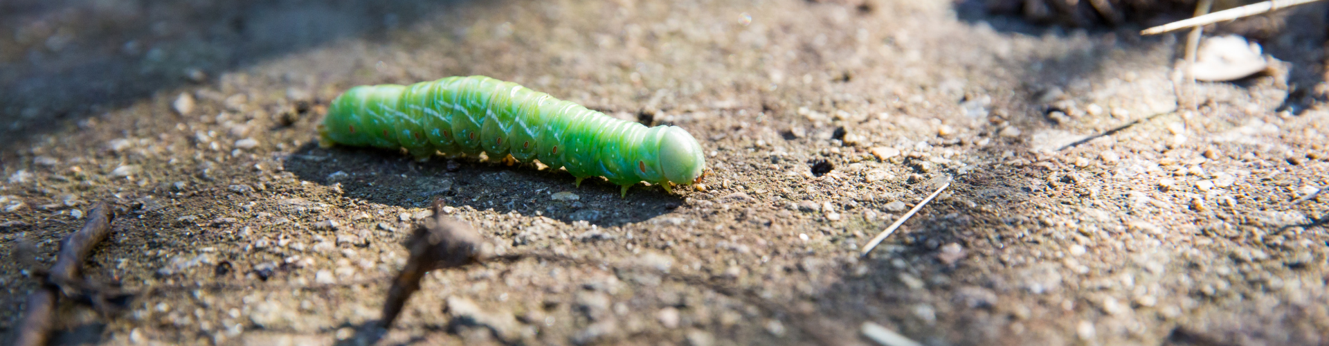 Le radis semis culture et récolte 4 piéride