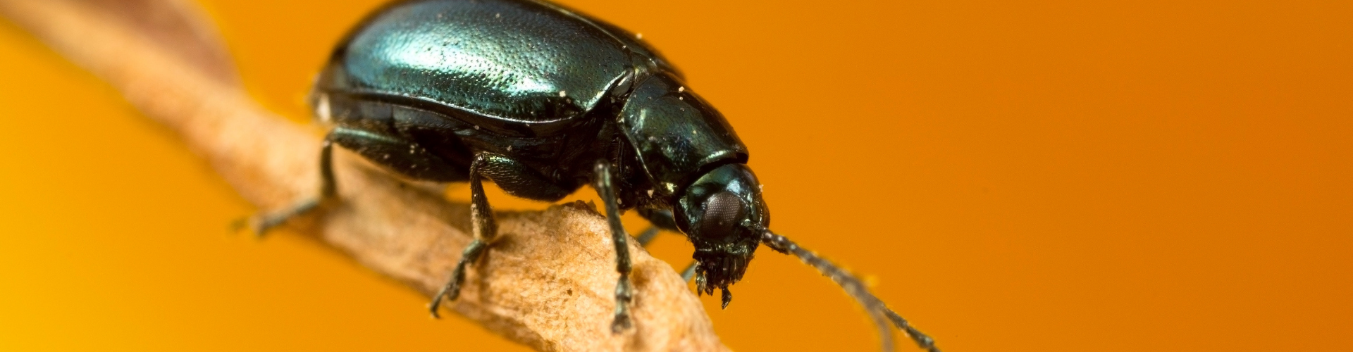 Le radis semis culture et récolte 5 altise