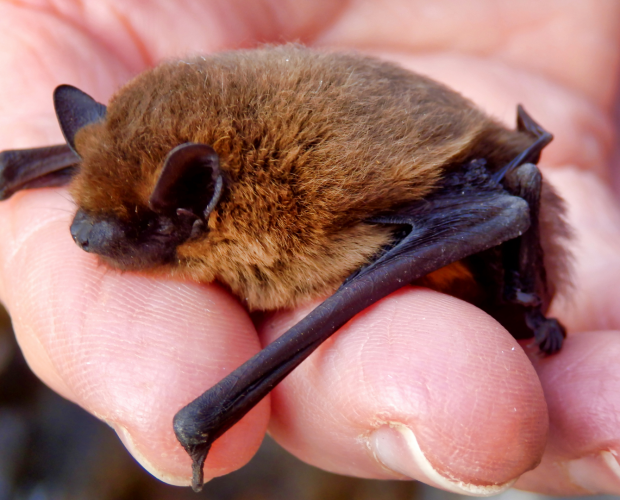 Batman, protecteur des cultures - Blog - Dr. Jonquille & Mr. Ail