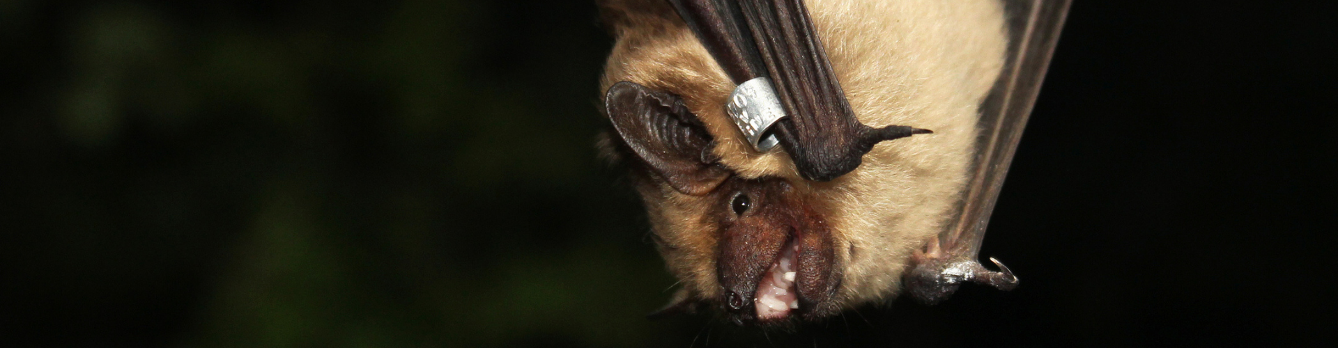 Batman, protecteur des cultures - Blog - Dr. Jonquille & Mr. Ail