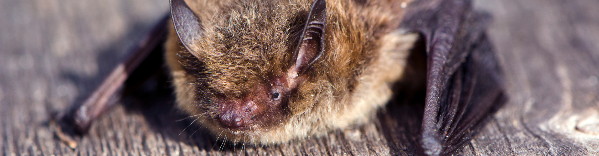 Batman, protecteur des cultures - Blog - Dr. Jonquille & Mr. Ail