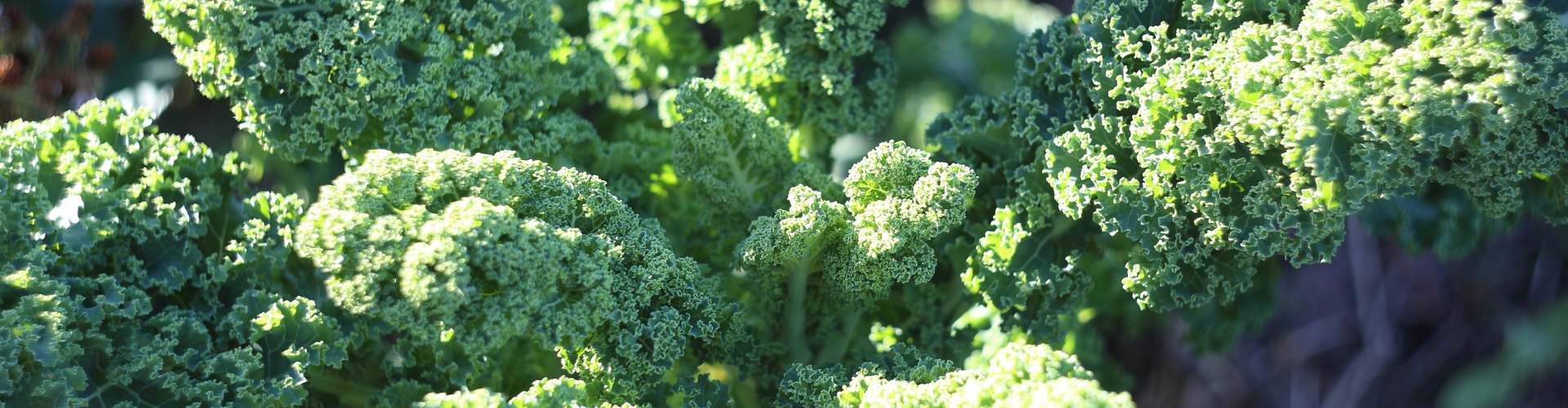 chou kale Top 6 des légumes oubliés - Blog - Dr. Jonquille & Mr. Ail