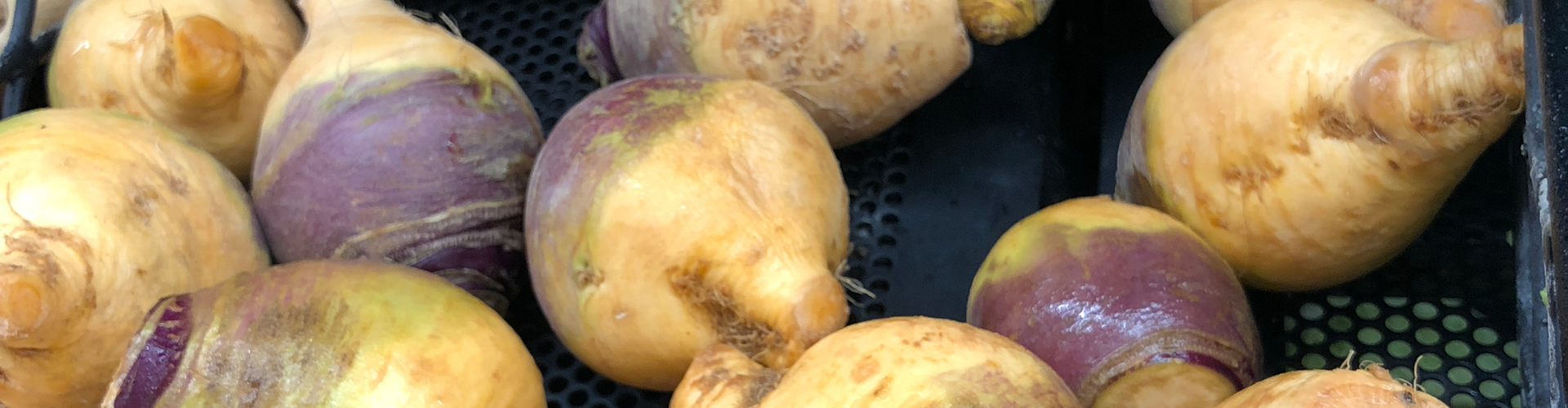 rutabaga Top 6 des légumes oubliés - Blog - Dr. Jonquille & Mr. Ail