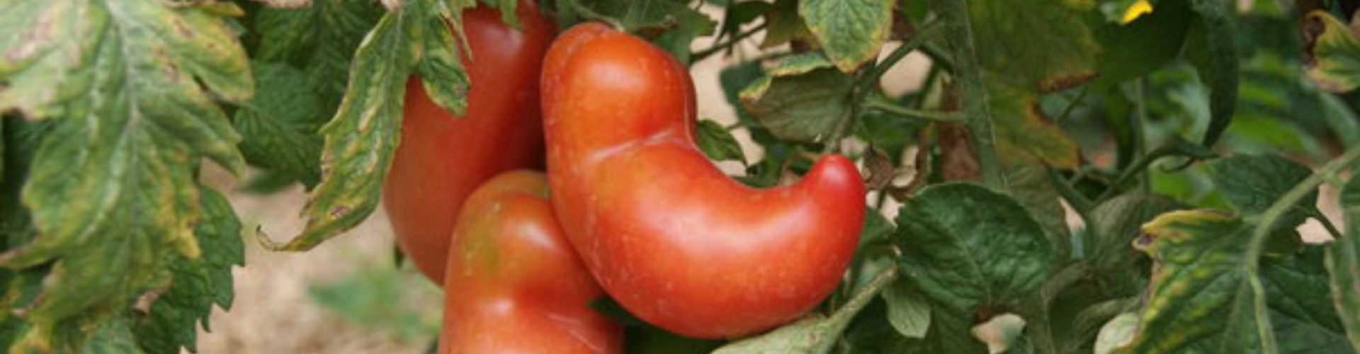 tomate andine Top 6 des légumes oubliés - Blog - Dr. Jonquille & Mr. Ail
