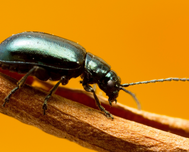 Comment se débarrasser des altises au potager - Blog - Dr. Jonquille & Mr. Ail