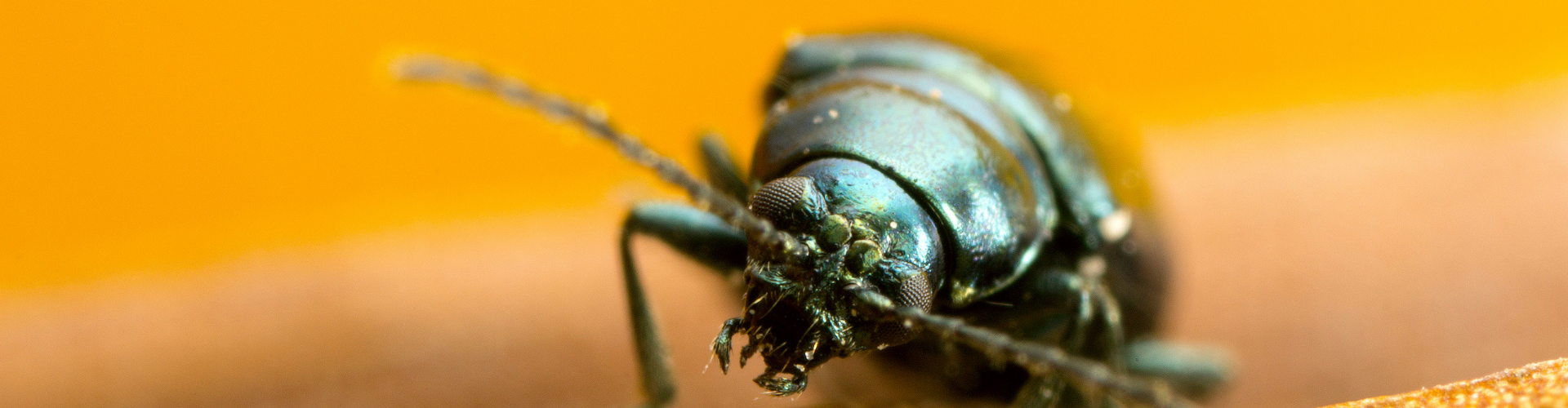 Comment se débarrasser des escargots au potager - Blog - Dr. Jonquille & Mr. Ail