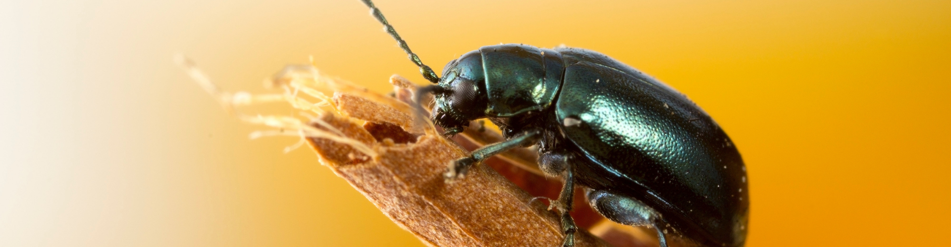 Comment se débarrasser des escargots au potager - Blog - Dr. Jonquille & Mr. Ail