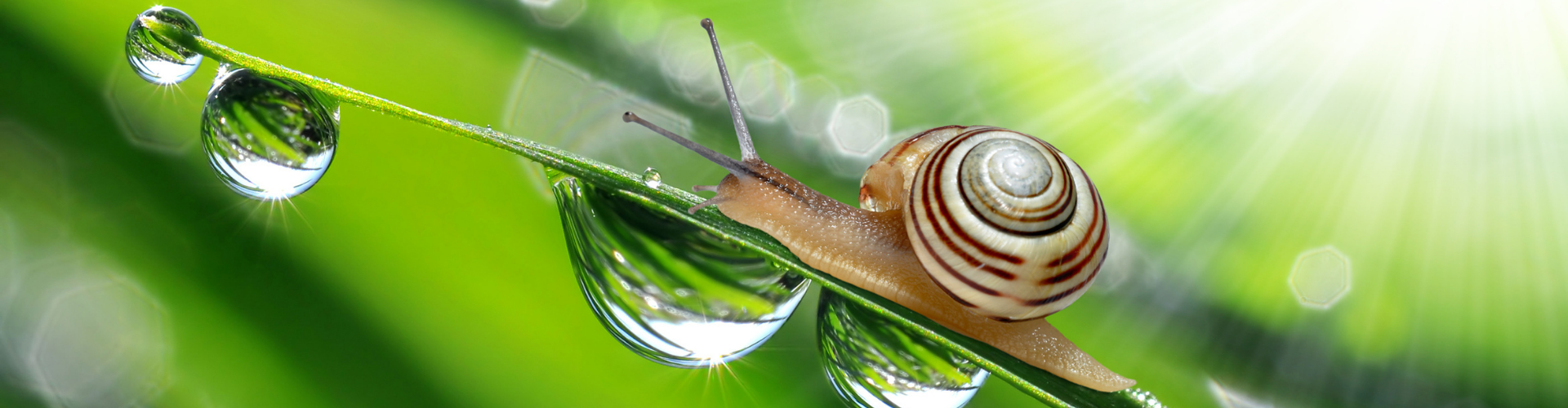 Comment se débarrasser des escargots au potager - Blog - Dr. Jonquille & Mr. Ail