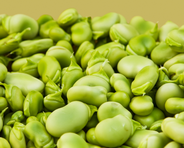 La fève : semis, culture et récolte - Blog - Dr. Jonquille & Mr. Ail