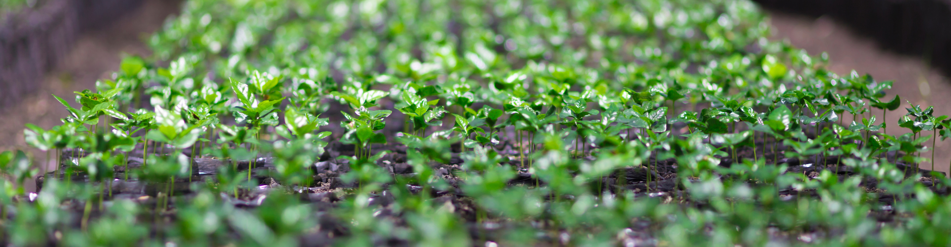 La fève : semis, culture et récolte - Blog - Dr. Jonquille & Mr. Ail