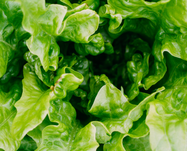 La laitue : semis, culture et récolte - Blog - Dr. Jonquille & Mr. Ail