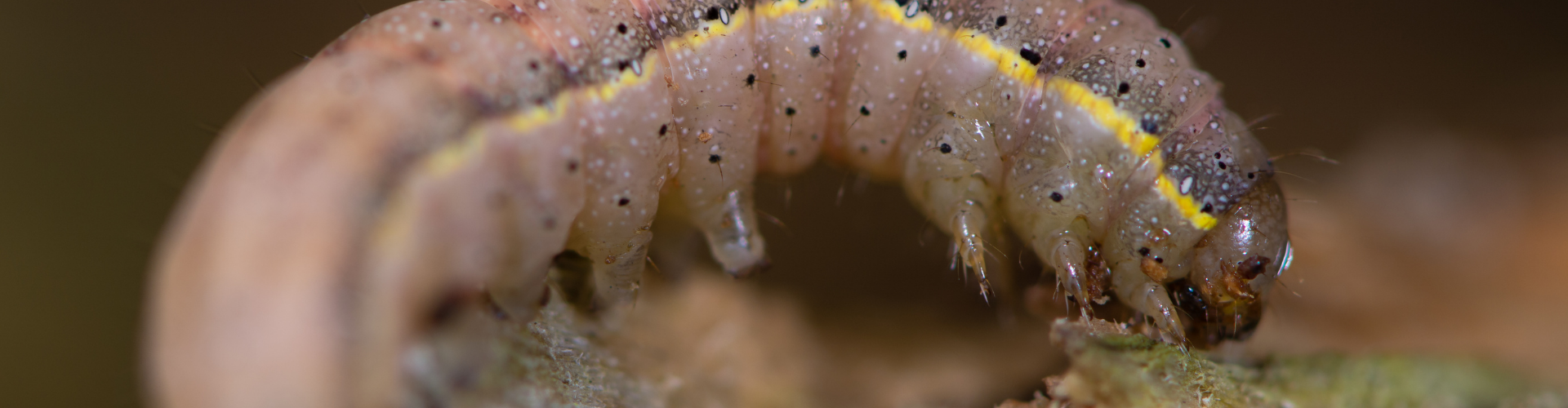 La laitue : semis, culture et récolte - Blog - Dr. Jonquille & Mr. Ail