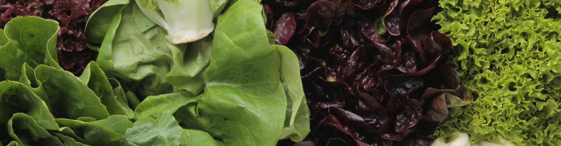 La laitue : semis, culture et récolte - Blog - Dr. Jonquille & Mr. Ail