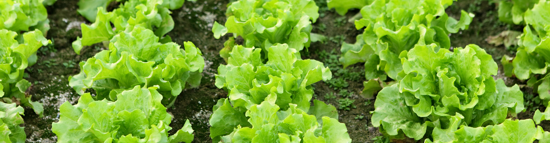 La laitue : semis, culture et récolte - Blog - Dr. Jonquille & Mr. Ail