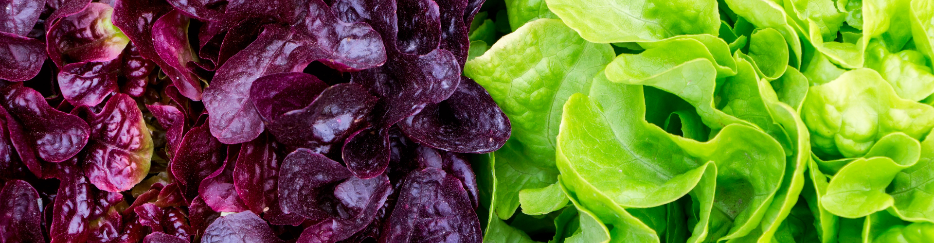 La laitue : semis, culture et récolte - Blog - Dr. Jonquille & Mr. Ail