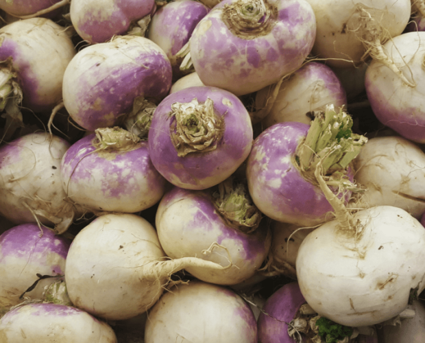 Le navet : semis, culture, et récolte - Blog - Dr. Jonquille & Mr. Ail