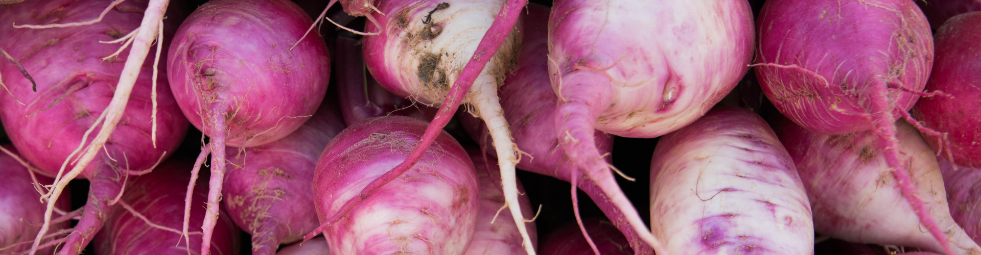 Le navet : semis, culture, et récolte - Blog - Dr. Jonquille & Mr. Ail