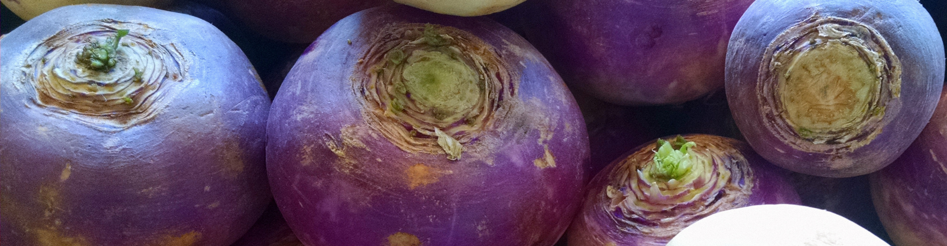 Le navet : semis, culture, et récolte - Blog - Dr. Jonquille & Mr. Ail