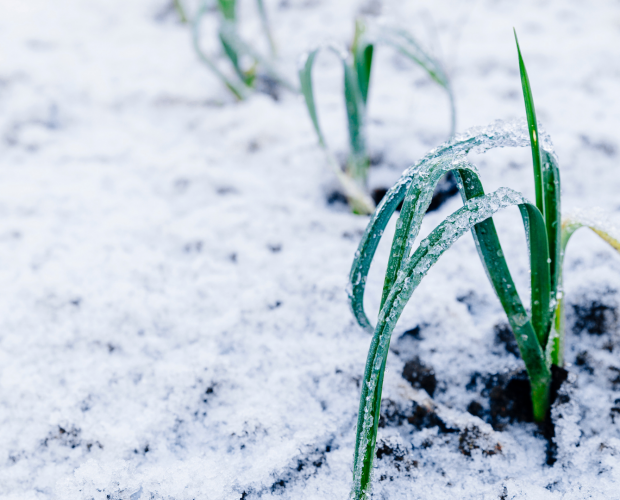 Neige au potager : avantages et inconvénients - Blog - Dr. Jonquille & Mr. Ail