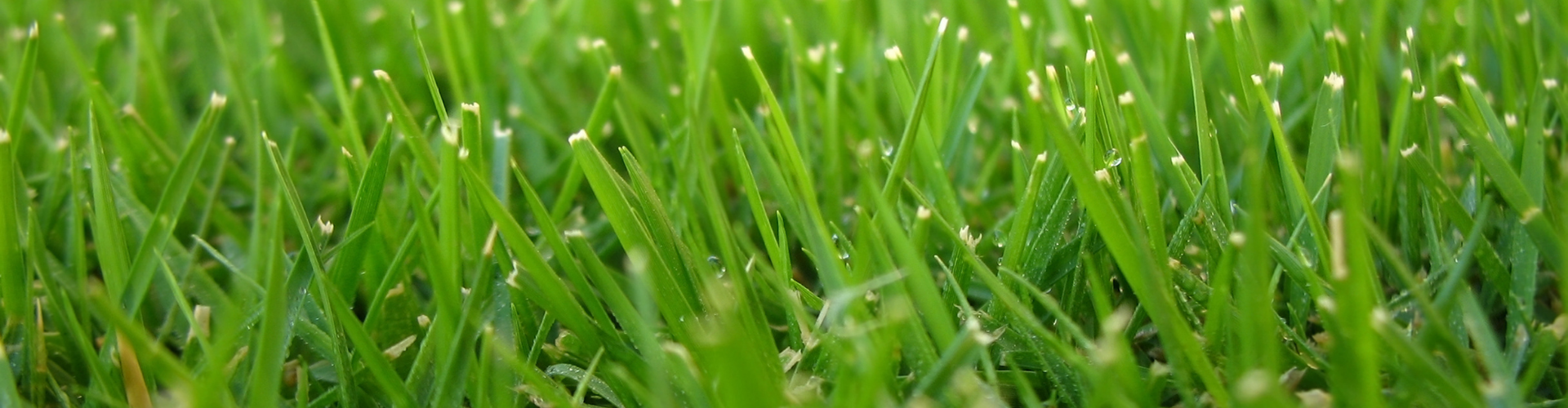 Comment et pourquoi pailler son potager ? - Blog - Dr. Jonquille & Mr. Ail