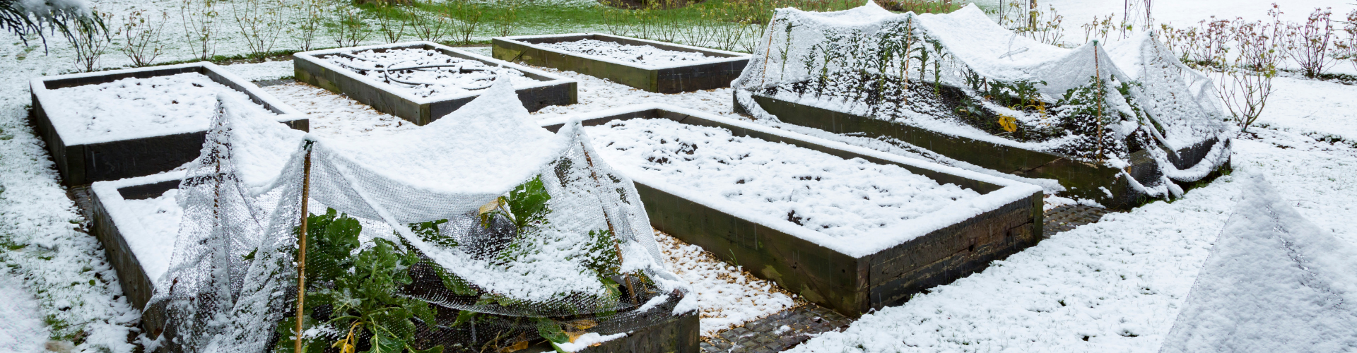 Neige au potager : avantages et inconvénients - Blog - Dr. Jonquille & Mr. Ail Neige au potager : avantages et inconvénients - Blog - Dr. Jonquille & Mr. Ail