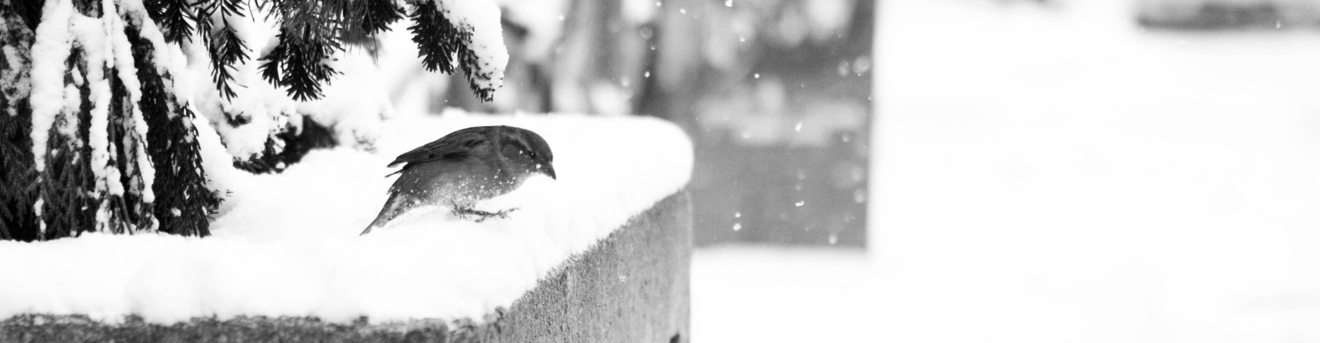 Neige au potager : avantages et inconvénients - Blog - Dr. Jonquille & Mr. Ail